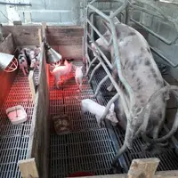 Les élevages de porcs guyanais sont de petite taille et leur statut sanitaire est précaire.