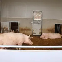 Les truies gestantes sont logées par bande dans des cases sur paille avec une alimentation Dac. Elles peuvent accéder à une courette extérieure couver