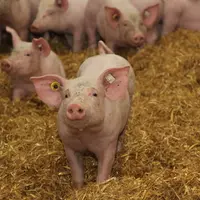 Beaucoup de démarches de segmentation se basent sur un travail en faveur du bien être animal.