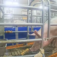 Le bois au bout d’une chaîne peut être une alternative en cas d’incompatibilité des matériaux de nidification avec le système d’évacuation des déjecti