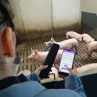 L’application «Cochon connecté » mis au point par les Chambres d’agriculture de Bretagne concilie l’identification des porcs et des cases par la techn