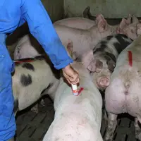 Les particules dans les salles sur caillebotis se voient peu. Mais elles sont très fines et peuvent nuire à la santé du travailleur si elles sont prés