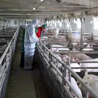 L’Allemagne et la Pologne ont affiché une chute de plus de 3 millions de porcs abattus au premier semestre de l'année par rapport à l’an dernier.