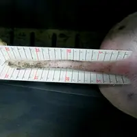 La queue des porcs était mesurée et son état évalué en fin de post-sevrage et d’engraissement.