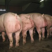 Le coût alimentaire en engraissement dans un élevage de mâles entiers est actuellement inférieur de 4,6 euros par porc à celui d'un élevage dans leque