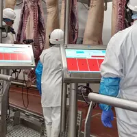 Le mâle entier va-t-il s’imposer ?