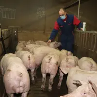 Le mâle entier se classe premier sur tous les critères de comparaison avec les autres productions, excepté pour le comportement des animaux.