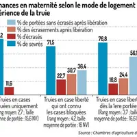 La difficile transition vers les truies en liberté dans les maternités