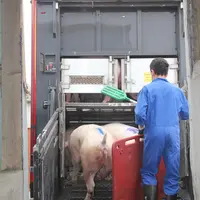 Le transport d'animaux vivants est l'un des principaux facteur de risque de l'introduction du SDRP dans un élevage.