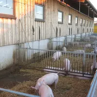 Le coût de production des bâtiments ouverts a augmenté de près de 1 euro par kilo de carcasse en 2022.