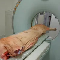 Le scanner permet de déterminer précisément la composition d'une pièce ou d'une carcasse de porc.