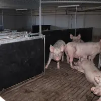 Chaque lot de truies gestante est logée dans deux cases avec une alimentation au Selfifeeder.