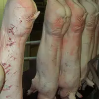Repli des exportations mondiales de porc en 2021