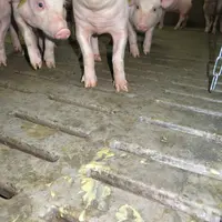 Quatre facteurs liés à l’apparition des diarrhées en post-sevrage