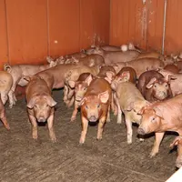 Une meilleure productivité mais des carcasses plus grasses avec les Duroc Axiom
