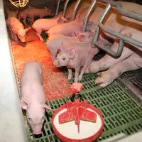 lait porcelet maternité