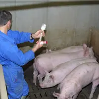 L’Anses confirme la baisse de l’exposition des animaux d’élevage aux antibiotiques