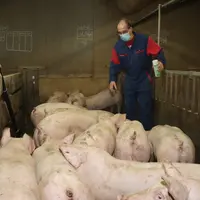 Quatre recommandations pour limiter les risques de contamination entre le porc et l’homme
