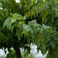Des feuilles de mûrier blanc pour alimenter les porcs
