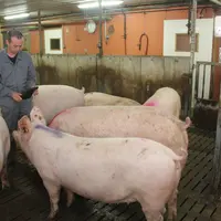 Les dimensions des porcs et leur activité estimées par caméra