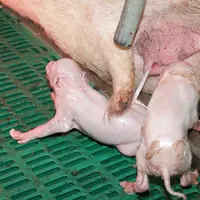 mise bas porcelet maternité