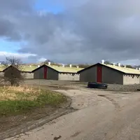 Danbred sélectionne sur la robustesse