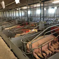 Le cheptel truie de l’élevage danois Spøttrup Farm atteint des sommets en termes de productivité, les fiches truies peuvent en attester.
