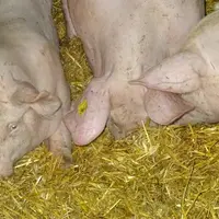 Le fouissage est le comportement privilégié par le porc pour explorer.