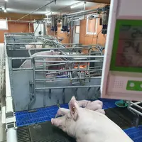 Les deux dernières semaines de maternité sont des périodes critiques d'exposition aux températures pour les multipares.