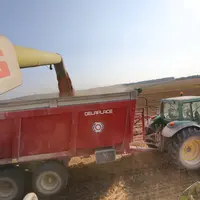 Agriculteur moissonnant une parcelle de ble couchee par les dernieres pluie de juillet dans les plaines cerealieres de la Marne.Le rendement moyen est