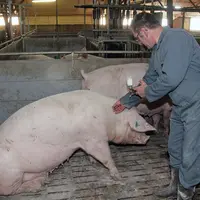 Elevage porcin. production porcine. vaccination d'une truie contre le virus du SDRP. santé. prévention des maladies. injection d'un vaccin. produit vé