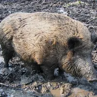 Attention, cette photo n'est pas une photo Réussir. © Wikimedia commons. Sanglier (Sus scrofa). Faune sauvage. Mammifère omnivore.