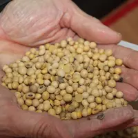 Comment réduire la dépendance de la France au soja importé