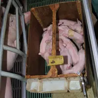 Un éleveur condamné pour la caudectomie des porcelets