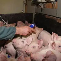 Un vaccin contre la peste porcine africaine mis au point aux États-Unis