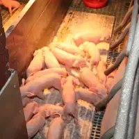 Porcelets sous la lumière