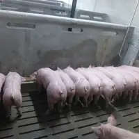 Les coûts alimentaires du kilo de croît sont meilleurs dans l’élevage sur caillebotis, en faveur de l’alimentation soupe.