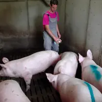 La manipulation des animaux lors du tri des porcs charcutiers est une tâche qui entraîne une augmentation particulièrement importante de l’exposition