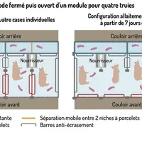 « À La Ferme de Kermerrien, nous testons l’allaitement collectif des truies »
