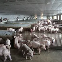 Présent au Vietnam depuis 2009, la PPA a entraîné l’abattage de 6 millions de porcs, soit 20% du cheptel porcin du pays.
