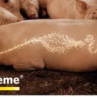 Notre sélection de nouveautés aliments pour les élevages de porcs au Space