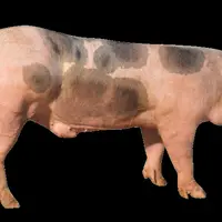 Notre sélection de nouveautés génétiques et sanitaires pour les élevages de porcs au Space