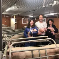 porc élevage maternité porcelet truie