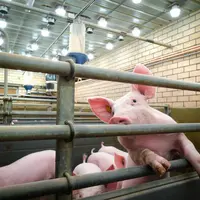 Les chercheurs de l'université de Wageningen aux Pays-Bas s'intéressent à l’effet de l’intensité et du spectre de la lumière sur le bien-être des porc