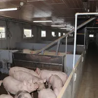En 2023, la lumière naturelle dans les salles devient l’une des priorités des éleveurs.