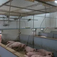 En disposant des antennes RFID UHF au-dessus de la case, il est possible de suivre le déplacement des animaux et de déterminer le taux d’occupation de