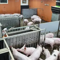 Le logiciel du Selfi GFI repartit individuellement les rations d’aliment sur l’ensemble de la journée.