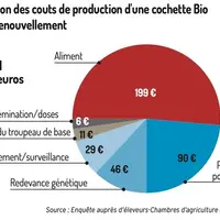 Quelles marges de manœuvre pour renouveler son cheptel truies en bio ?