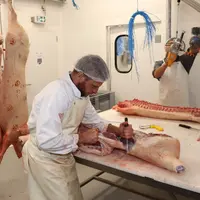 José Da Silva exige des carcasses lourdes dont le poids peut aller jusqu'à 120 kg.