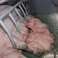 Productivité et coût du travail font la différence dans les élevages de porcs européens